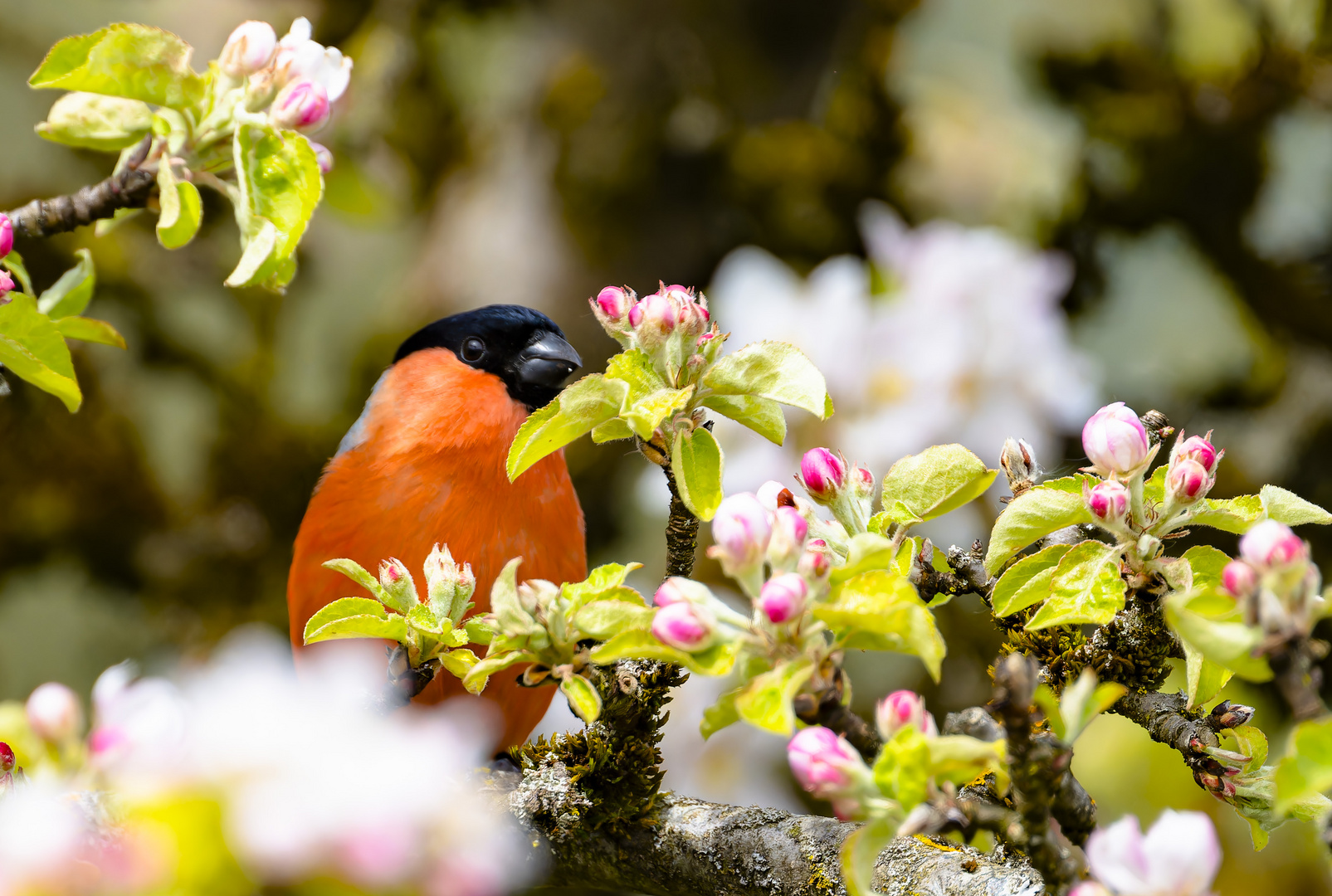 Apfelblüte mit Gimpel