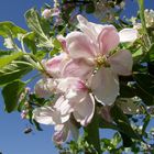 Apfelblüte mit heranfliegender Biene