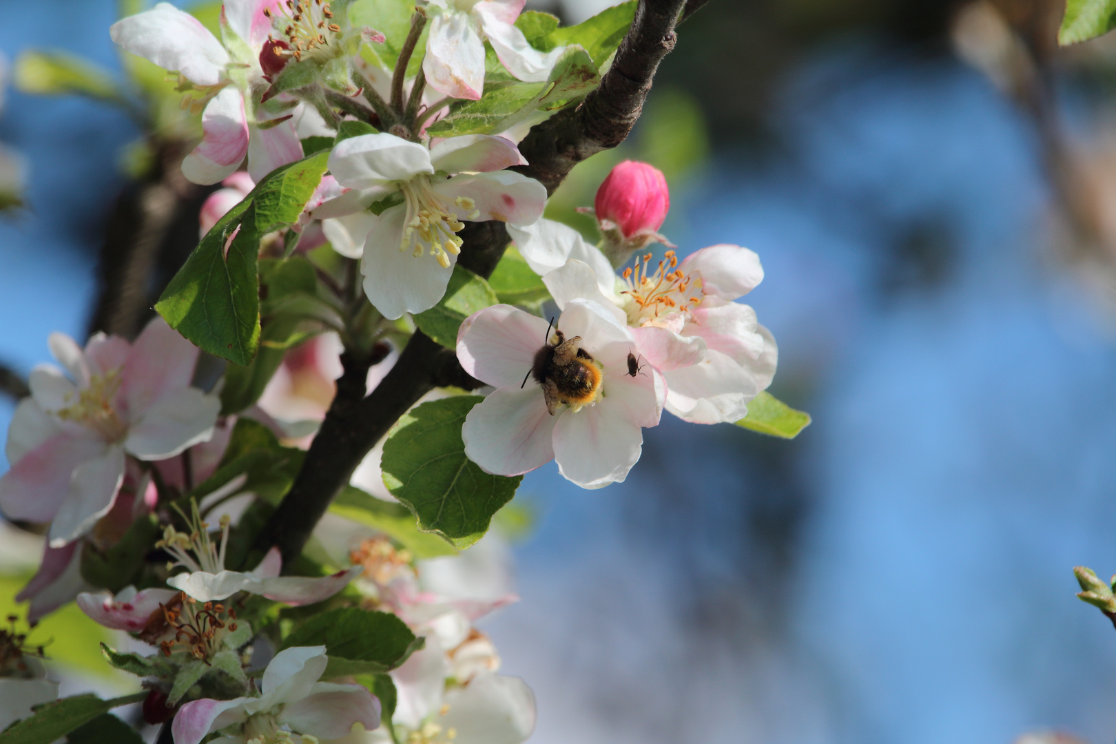 Apfelblüte mit Hummel