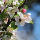 Apfelblüte mit Hummel