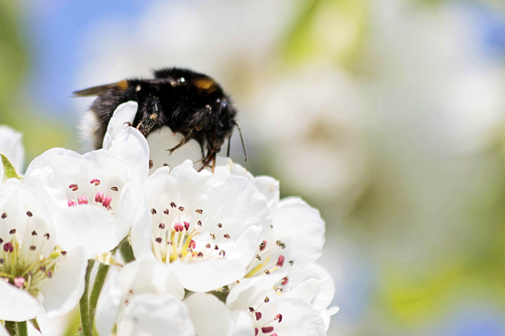 Apfelblüte mit Hummel