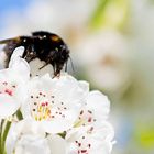 Apfelblüte mit Hummel