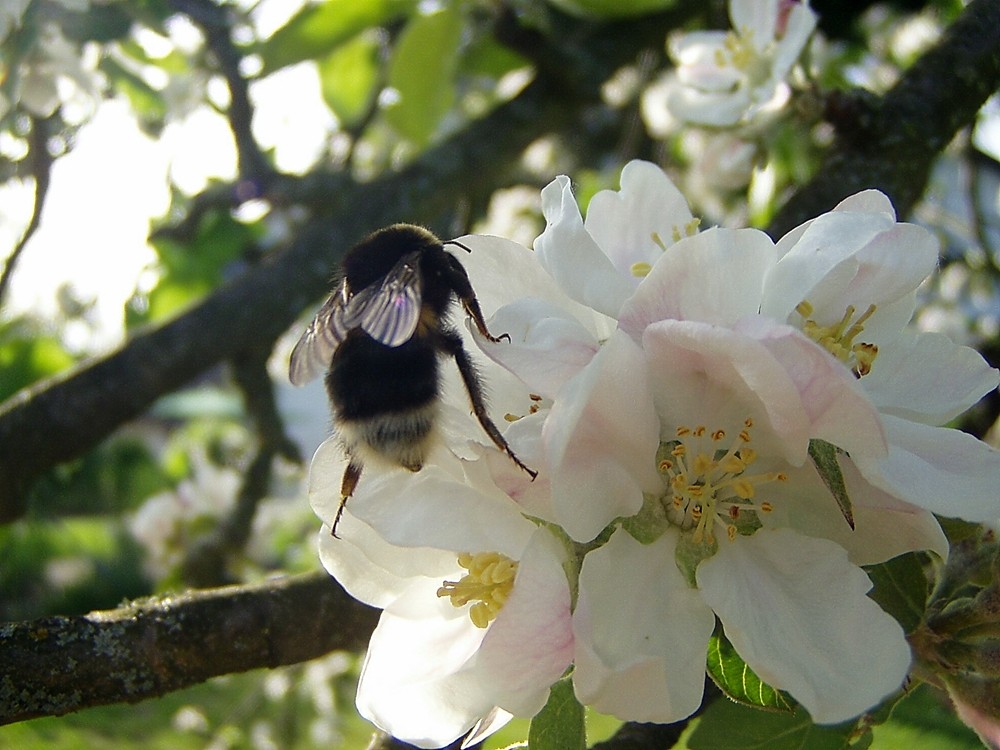 Apfelblüte mit Hummel