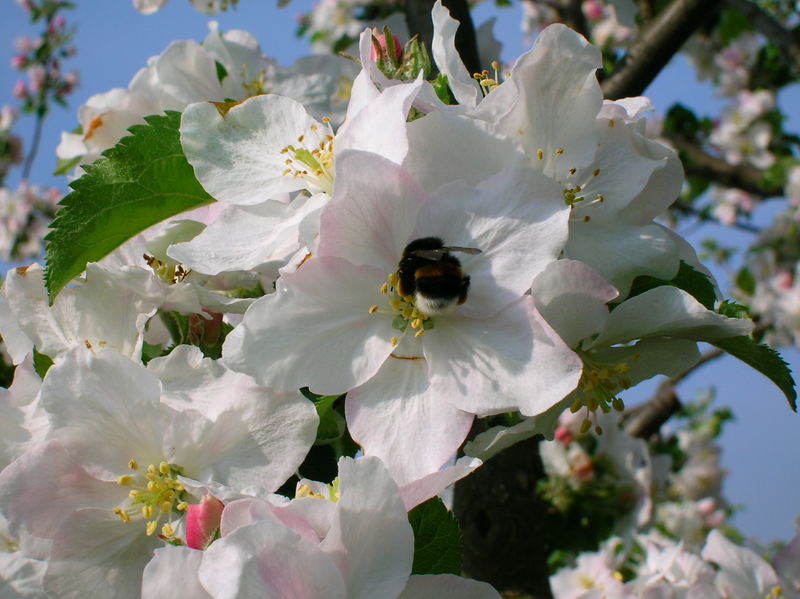 Apfelblüte mit Hummel