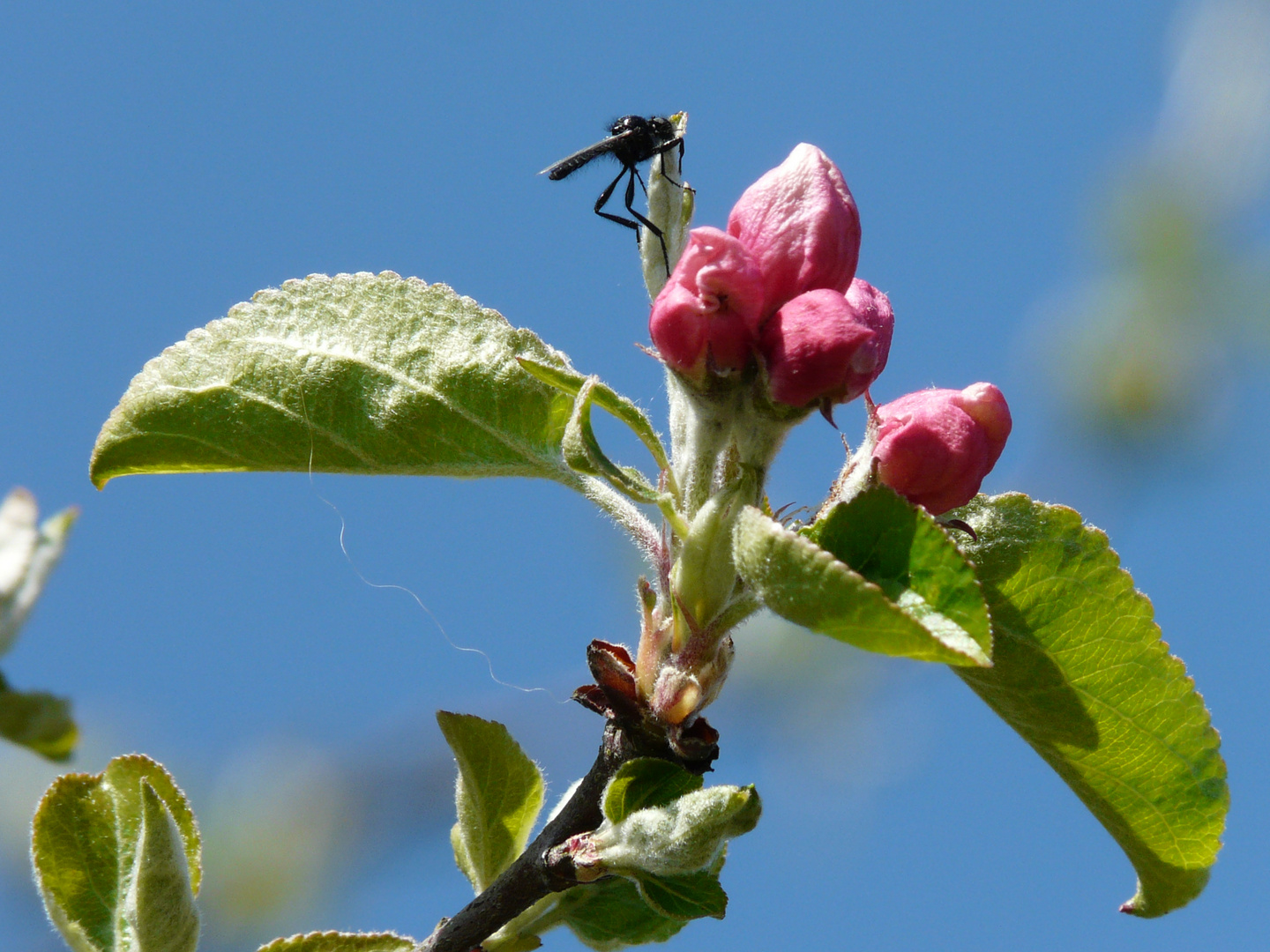 Apfelblüte mit Insekt