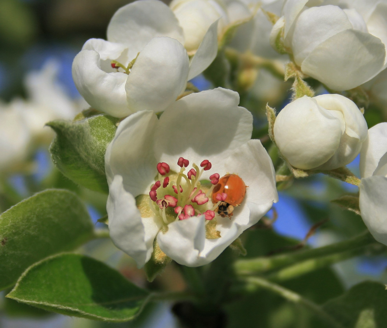 Apfelblüte mit Marienkäfer