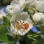 Apfelblüte mit Marienkäfer