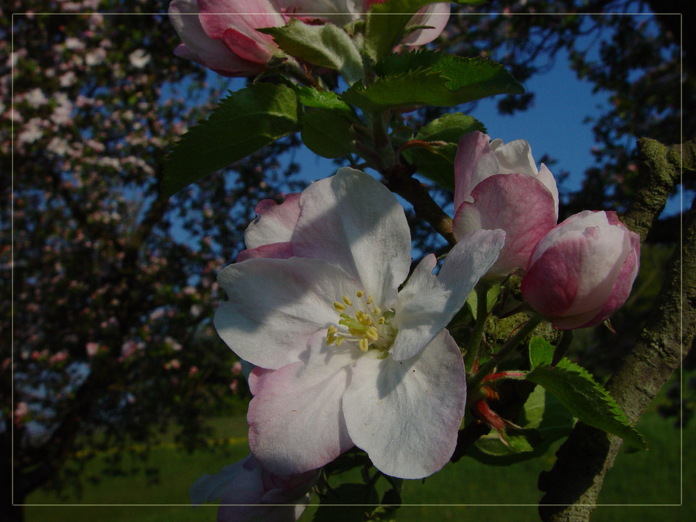 Apfelblüte mit Rahmen im Morgenlicht