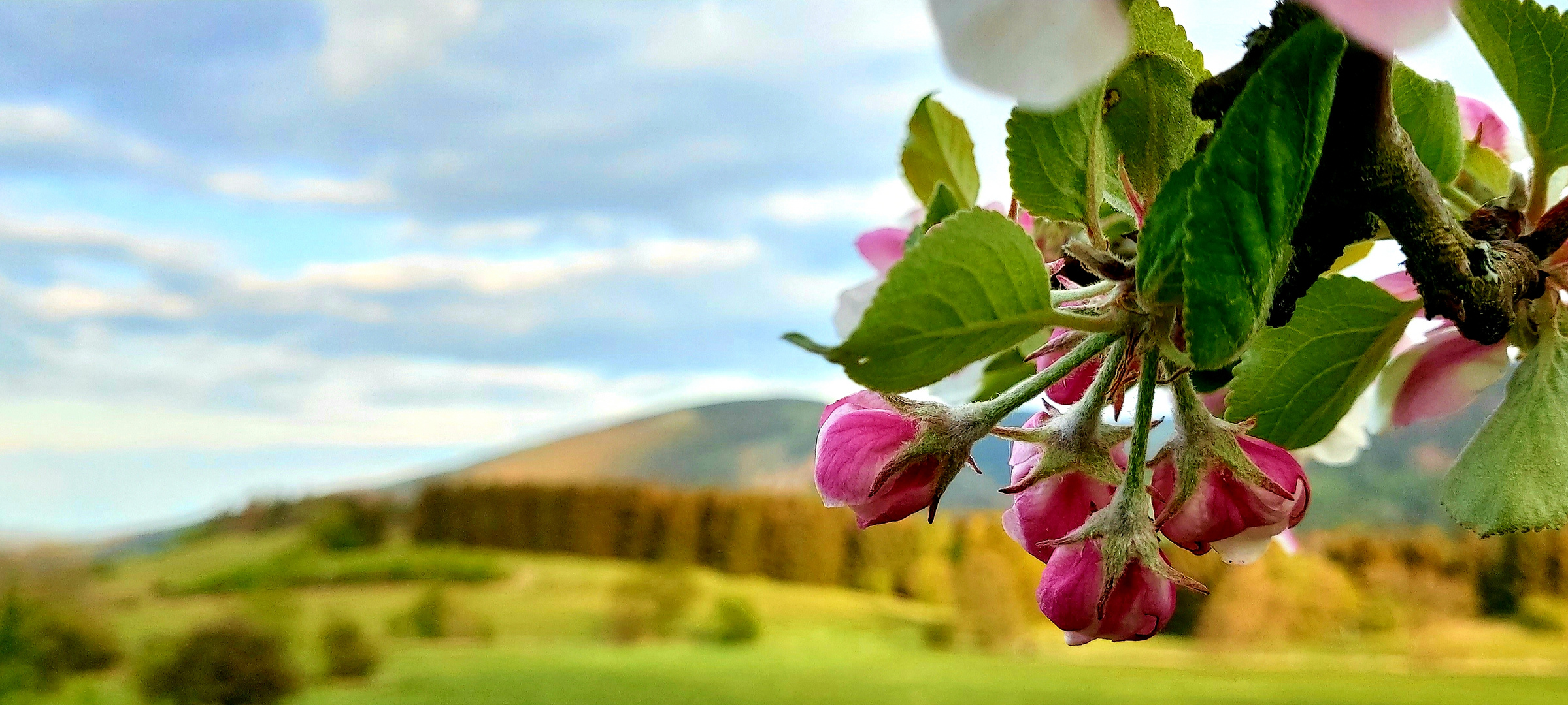 Apfelblüte mit Rammelsberg - Goslar 