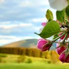 Apfelblüte mit Rammelsberg - Goslar 