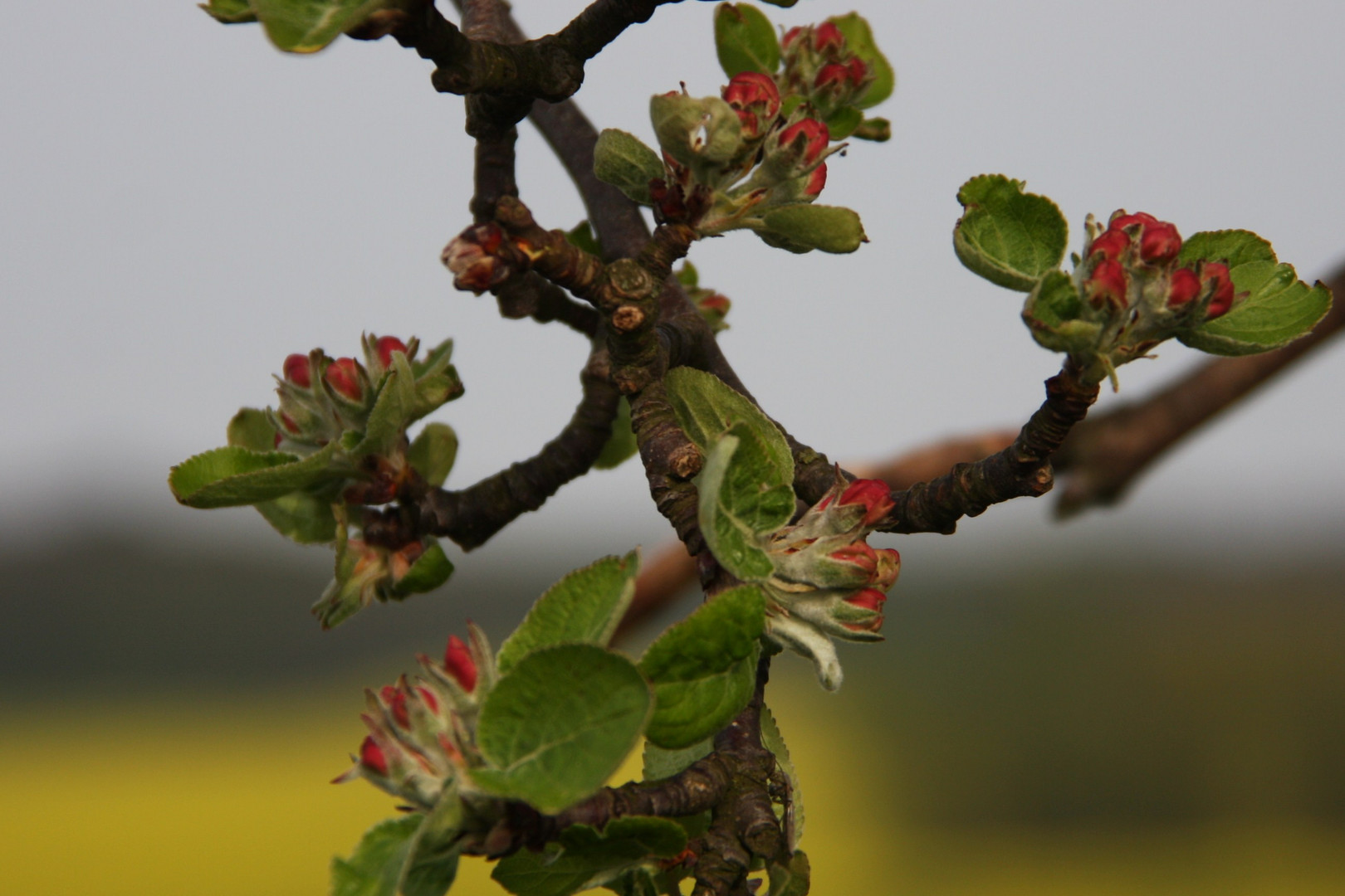 apfelblüte mit rapsgelbem hintergrund