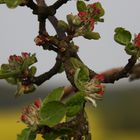 apfelblüte mit rapsgelbem hintergrund