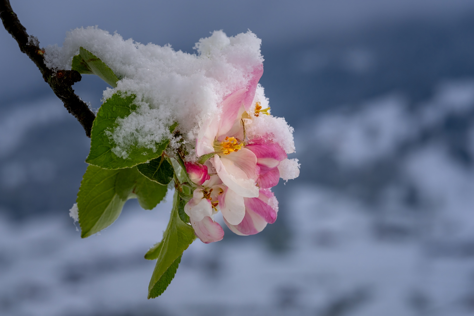 Apfelblüte mit Schnee