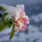 Apfelblüte mit Schnee