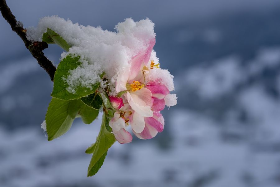 Apfelblüte mit Schnee