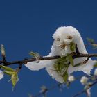 Apfelblüte mit Schneehaube