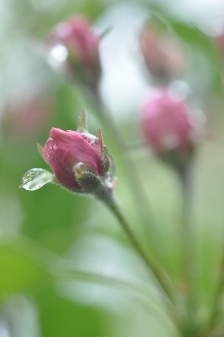 Apfelblüte mit Wassertropfen 1