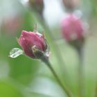 Apfelblüte mit Wassertropfen 1