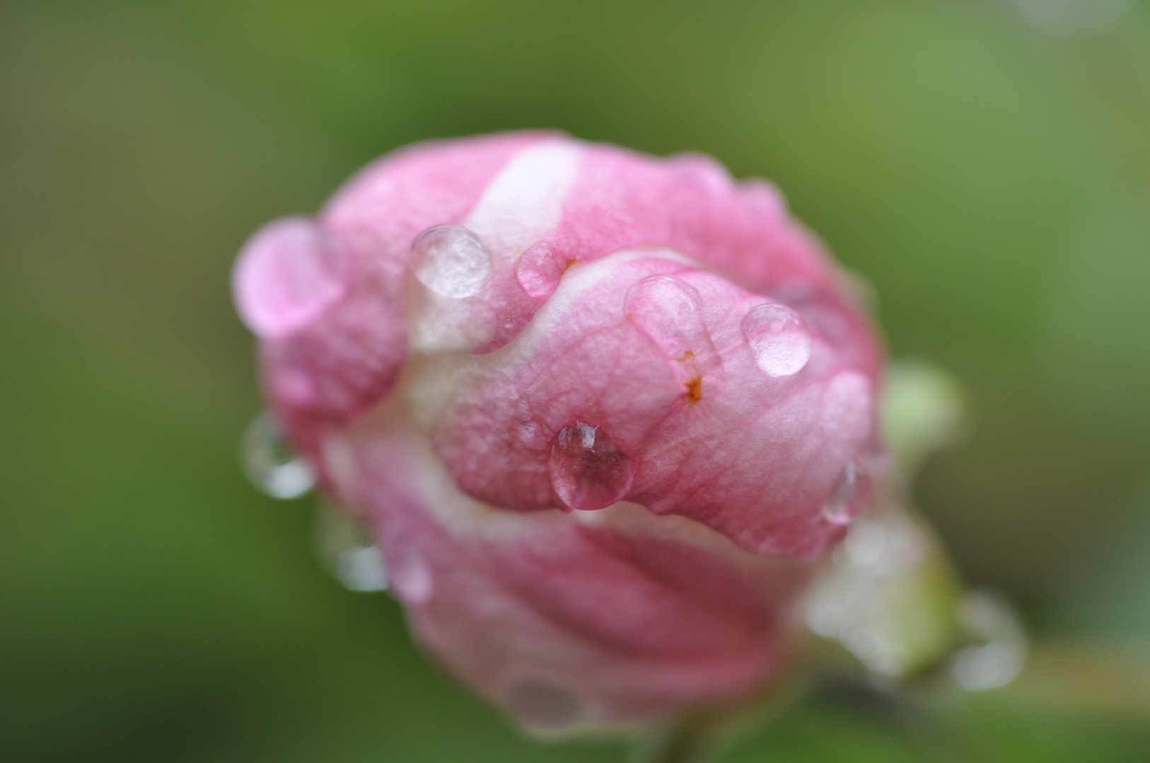 Apfelblüte mit Wassertropfen 2