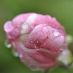 Apfelblüte mit Wassertropfen 2