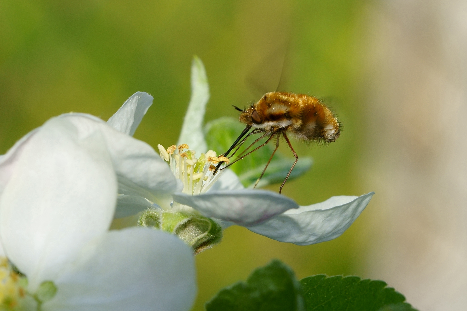 Apfelblüte mit Wollschweber