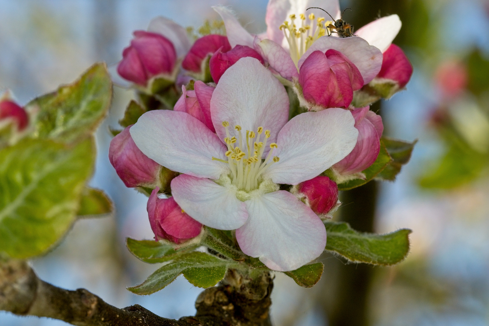 Apfelblüte mit Zuschauer