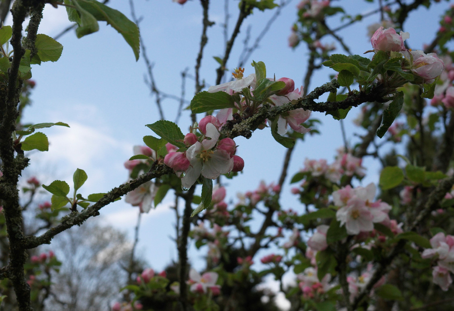 Apfelblüte nach dem Regen