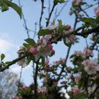 Apfelblüte nach dem Regen