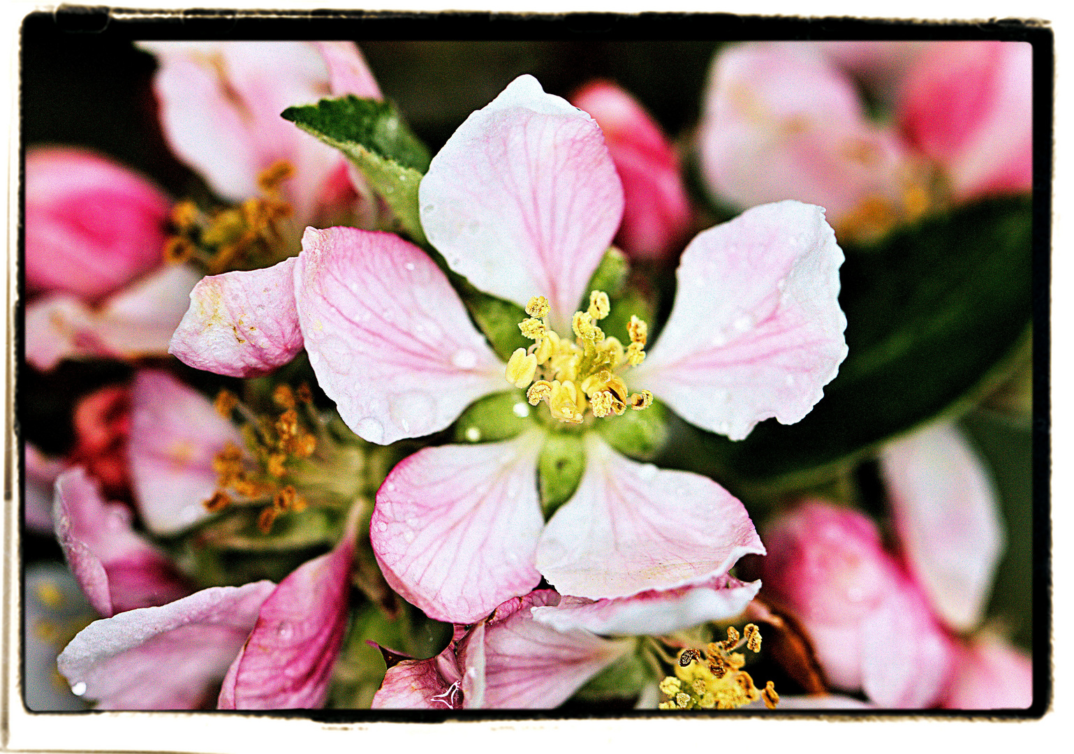 Apfelblüte nach dem Regen