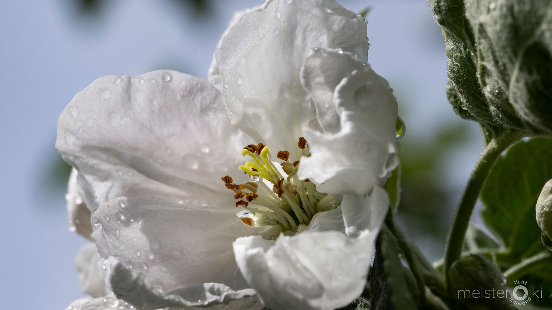 Apfelblüte nach dem Regen