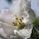 Apfelblüte nach dem Regen