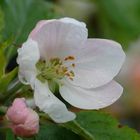 Apfelblüte nach dem Regen