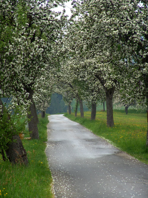 apfelblüte nach dem regen