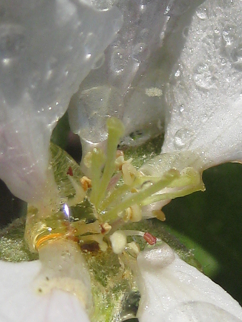 Apfelblüte nach Regenschauer