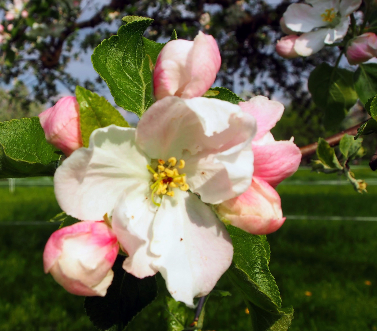 Apfelblüte nah dran