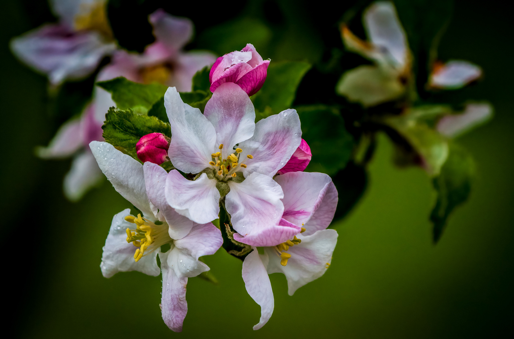 "APFELBLÜTE" - nehm ich mal an. Stimmt das ?