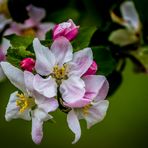 "APFELBLÜTE" - nehm ich mal an. Stimmt das ?