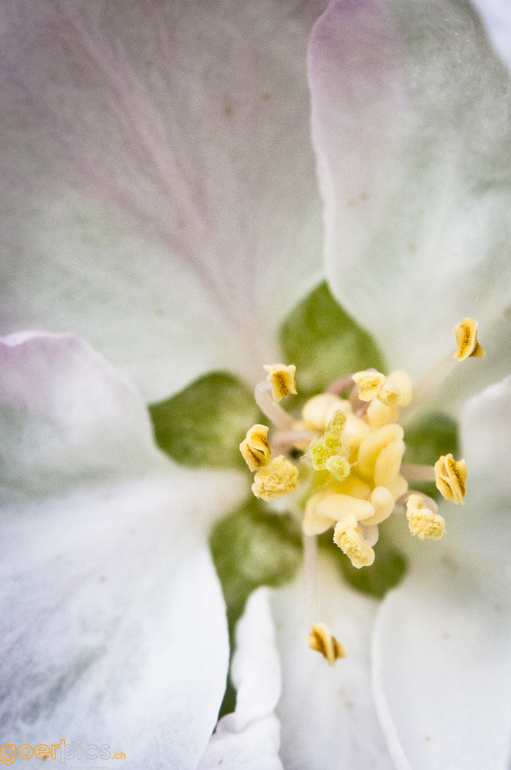 Apfelblüte (Nr. 2 aus Trio)