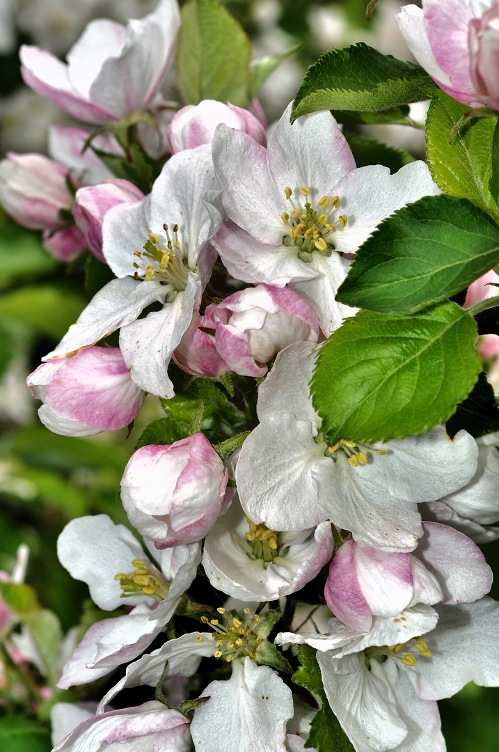 Apfelblüte ~~~~~~ Nr. 2 (Pseudo-HDR)