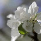 Apfelblüte ohne Rosa ....