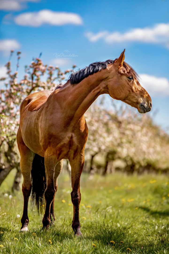 Apfelblüte Pferdeshooting