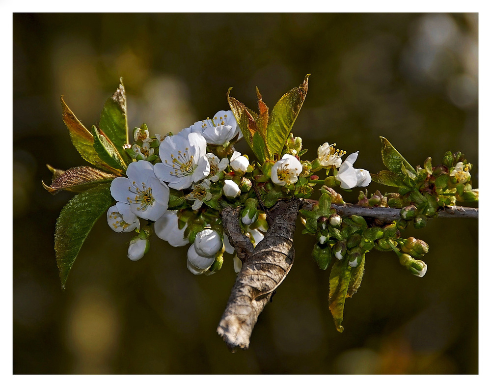 Apfelblüte (Reload)