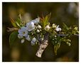 FR: Apfelblüte (Reload) von Rüdiger´s Fotoseiten... 