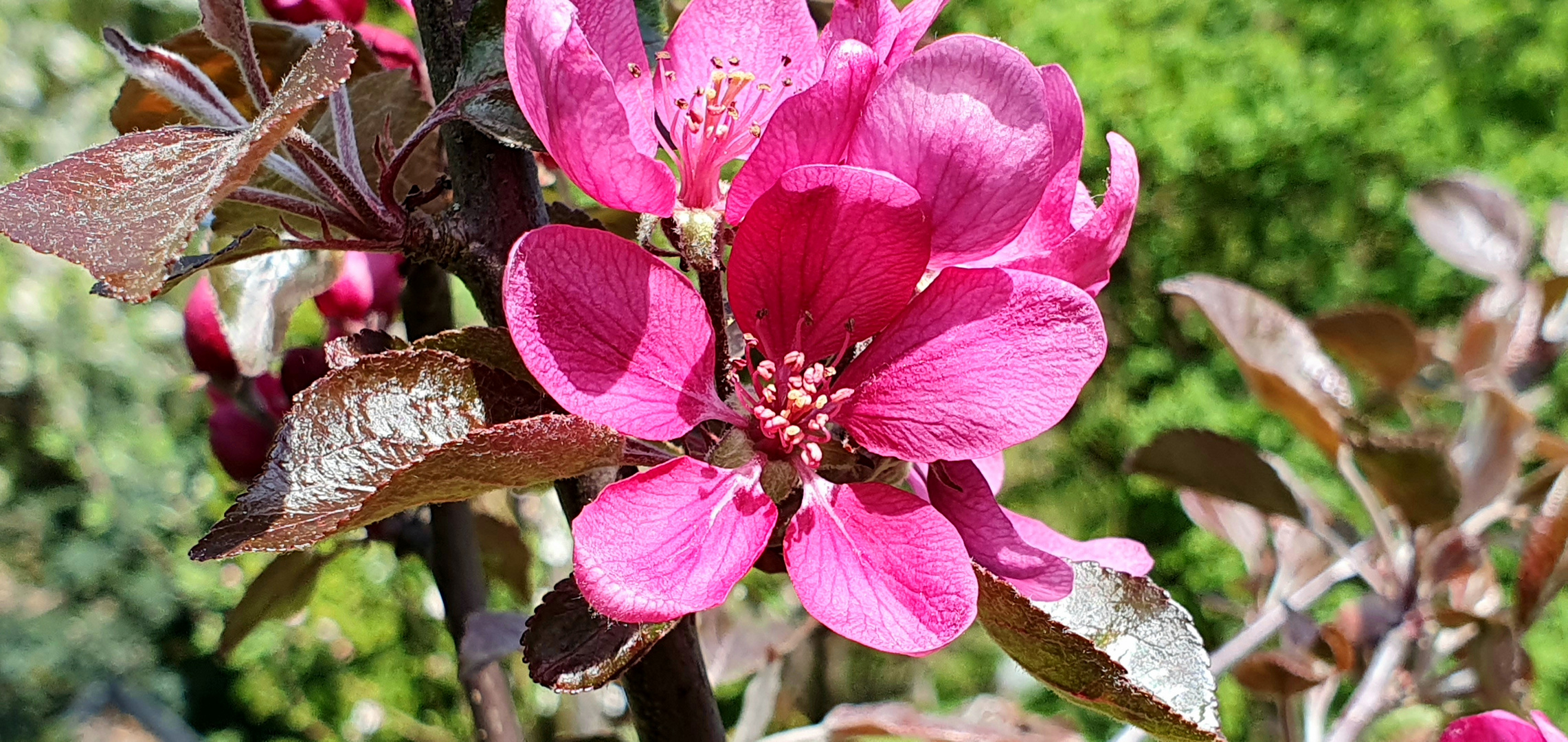 Apfelblüte - rotfleischige Sorte "Red Love"