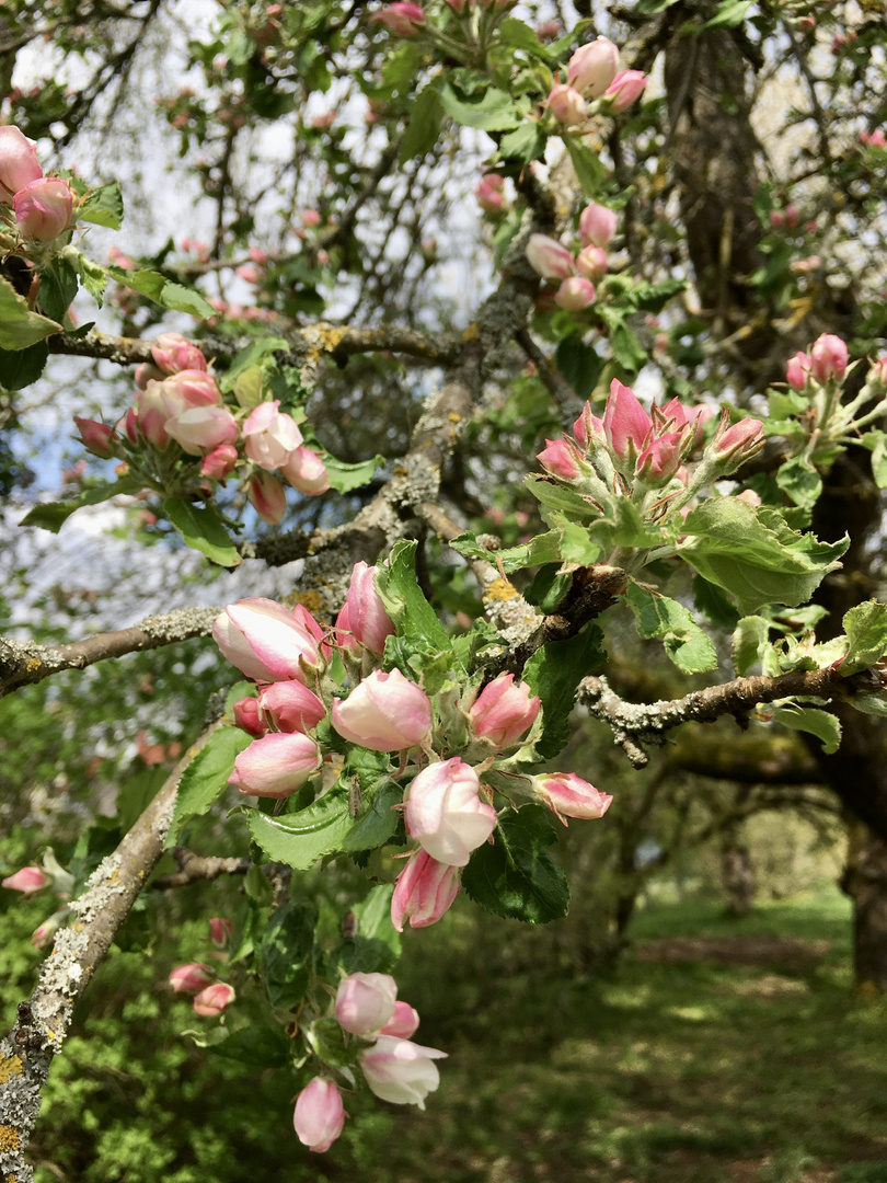 Apfelblüte - Sehnsucht nach Frühling 