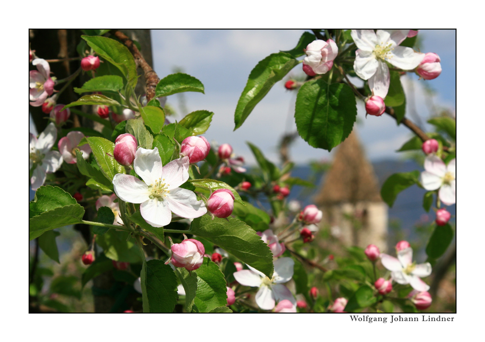 Apfelblüte -St. Justina-