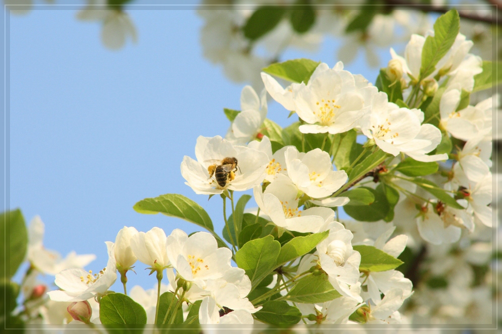 Apfelblüte Streuobstwiese