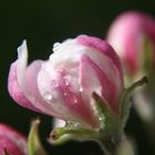 Apfelblüte, Südtirol