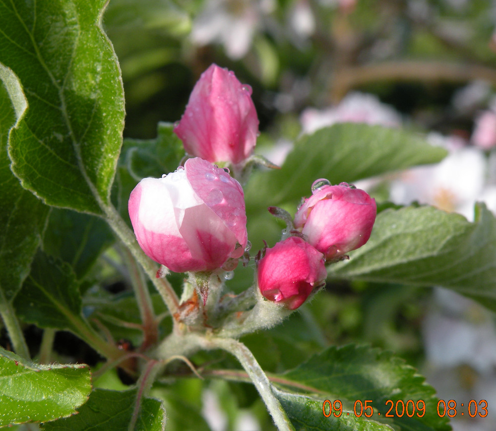 Apfelblüte taufrisch