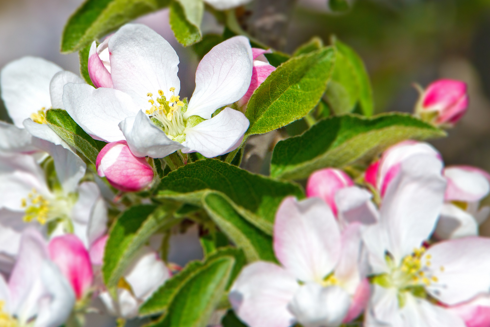 Apfelblüte unbekannt